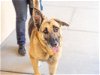 adoptable Dog in martinez, CA named HOBBS