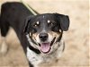 adoptable Dog in martinez, CA named KENTON