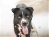 adoptable Dog in martinez, CA named LEVI