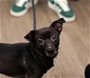 adoptable Dog in martinez, CA named HUNTINGTON