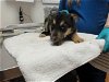 adoptable Dog in martinez, CA named RINGO