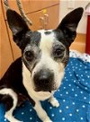 adoptable Dog in martinez, CA named ROCKY