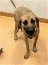 adoptable Dog in  named JANNET