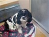 adoptable Dog in martinez, CA named RUFFLES CHIP