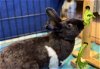 adoptable Rabbit in martinez, CA named MARY HOPPINS