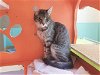adoptable Cat in martinez, CA named PRINCESS LEIA