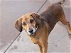 adoptable Dog in martinez, CA named JAZZ