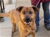 adoptable Dog in martinez, CA named MADORI