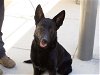 adoptable Dog in martinez, CA named SERENITY