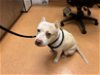 adoptable Dog in martinez, CA named PIM