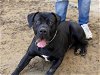 adoptable Dog in martinez, CA named BUNKER