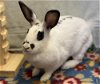 adoptable Rabbit in  named JESSICA