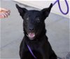 adoptable Dog in martinez, CA named BOSCO