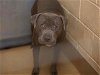 adoptable Dog in martinez, CA named BROWNIE BRITTLE