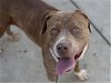 adoptable Dog in martinez, CA named BLUE GIRL