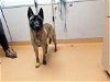 adoptable Dog in martinez, CA named BROOKLYN