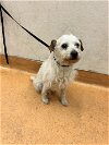 adoptable Dog in martinez, CA named CALVIN