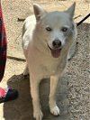 adoptable Dog in martinez, CA named BLANCA