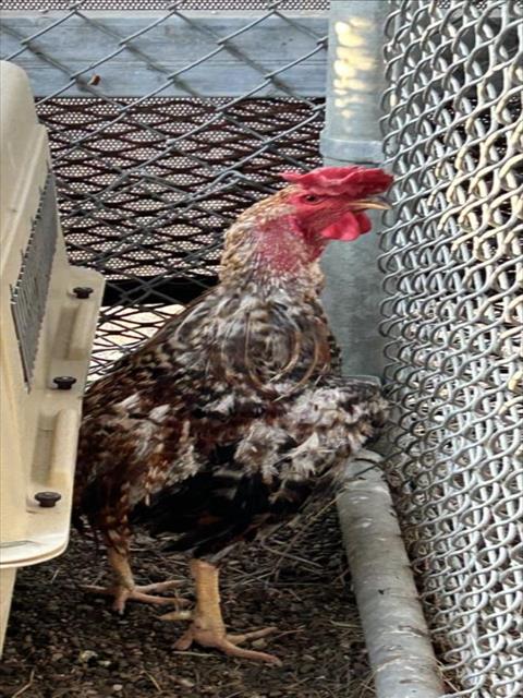 adoptable Chicken in Martinez, CA named PECKHAM