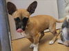 adoptable Dog in Martinez, CA named THUMBELINA