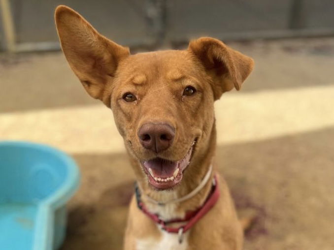 adoptable Dog in Martinez, CA named SWEETHEART