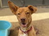 adoptable Dog in Martinez, CA named SWEETHEART