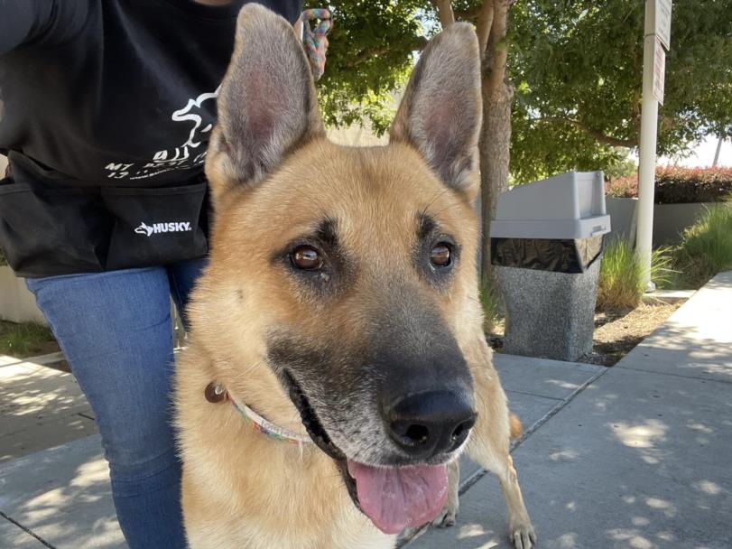 adoptable Dog in Martinez, CA named MARS