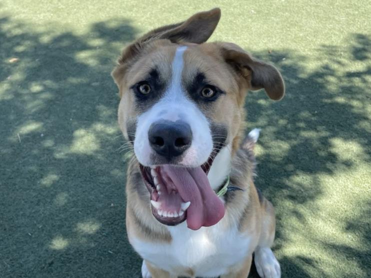 adoptable Dog in Martinez, CA named QUINCY