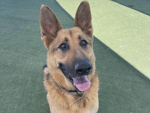 adoptable Dog in Martinez, CA named CONRAD