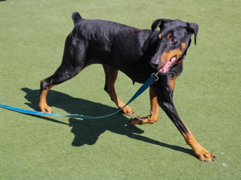 adoptable Dog in Martinez, CA named MISHKA