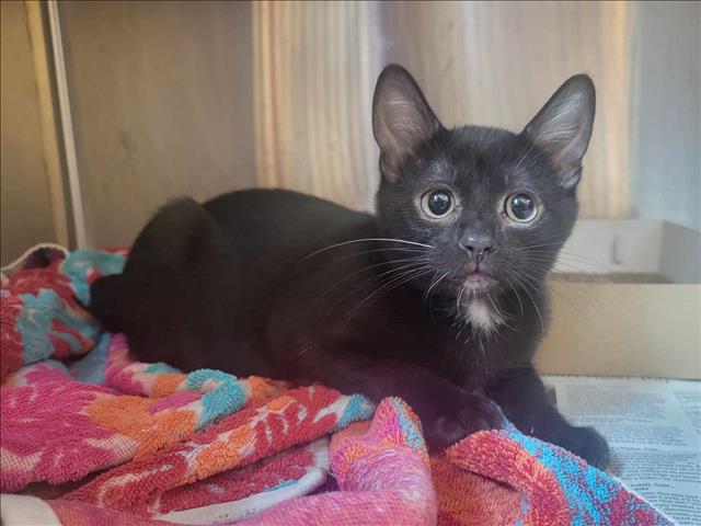 adoptable Cat in Martinez, CA named WARREN