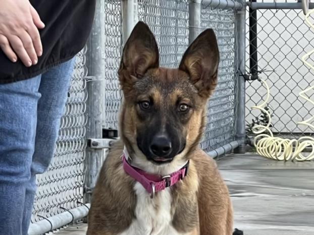 adoptable Dog in Martinez, CA named LARK