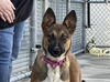 adoptable Dog in Martinez, CA named LARK