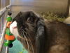 adoptable Rabbit in  named FLOPSY