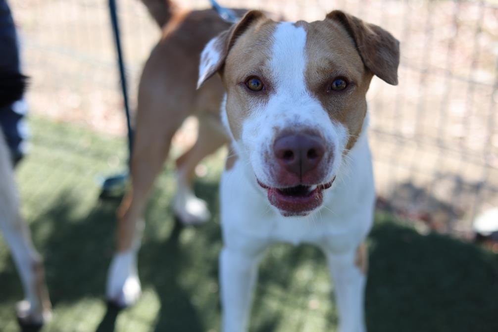 adoptable Dog in Martinez, CA named GUPPY