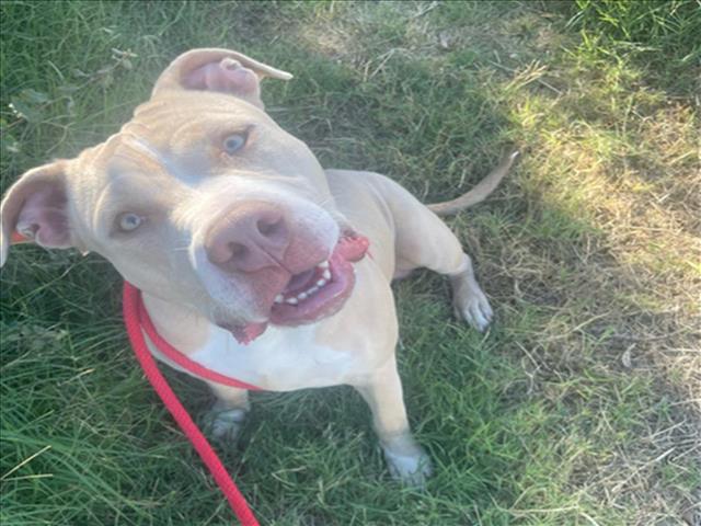 adoptable Dog in Martinez, CA named HENRY