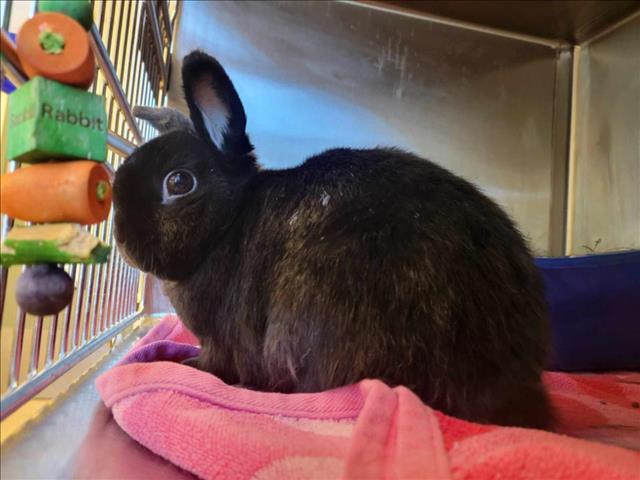 adoptable Rabbit in Martinez, CA named ODIE