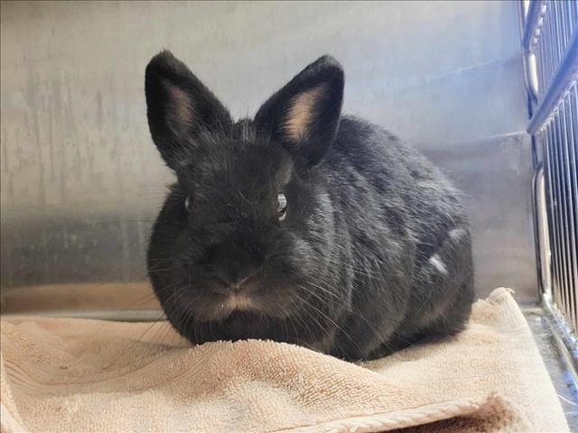 adoptable Rabbit in Martinez, CA named MARCUS