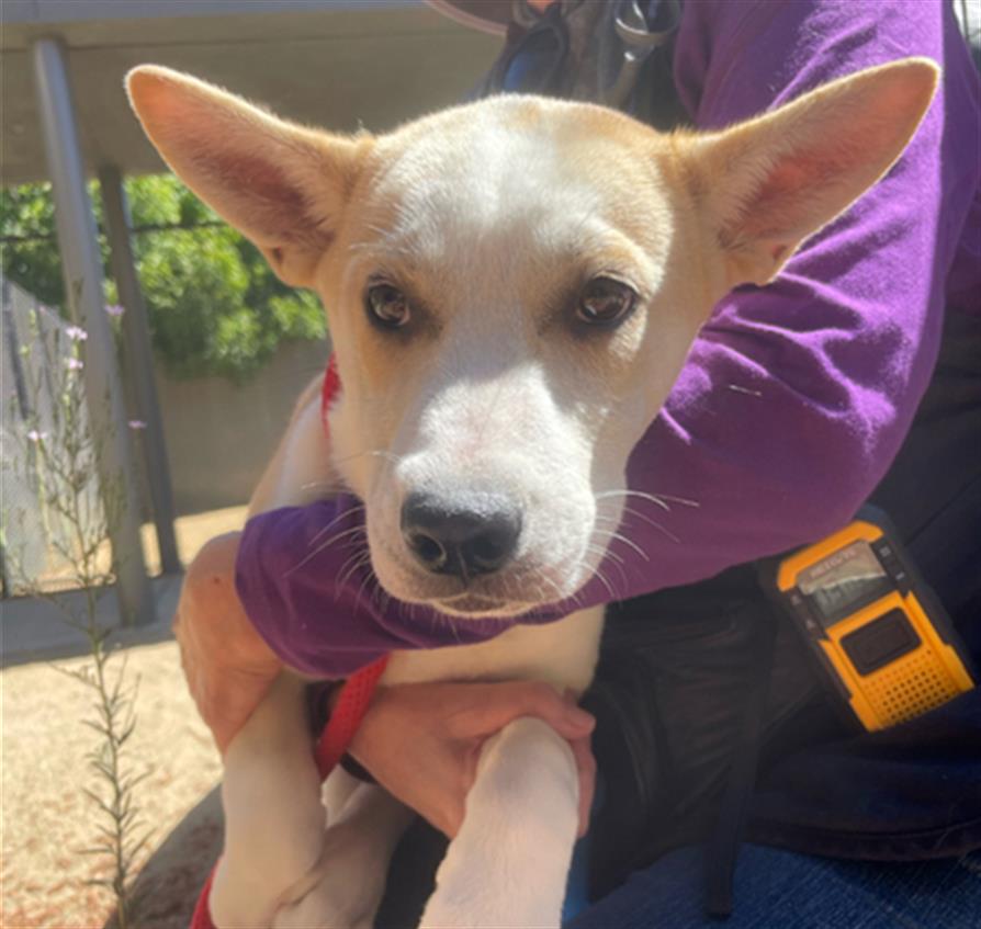 adoptable Dog in Martinez, CA named LADY ROVER