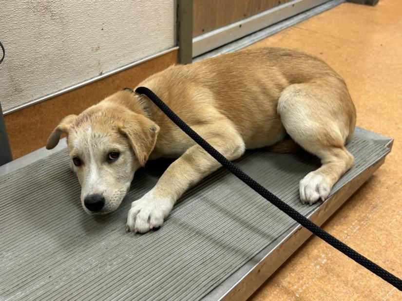 adoptable Dog in Martinez, CA named SWEETLIPS