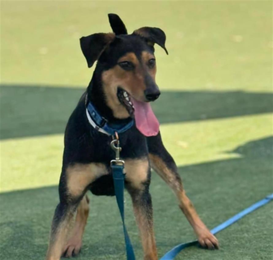 adoptable Dog in Martinez, CA named HARRIET