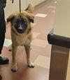 adoptable Dog in Martinez, CA named SERGEANT TIBBS