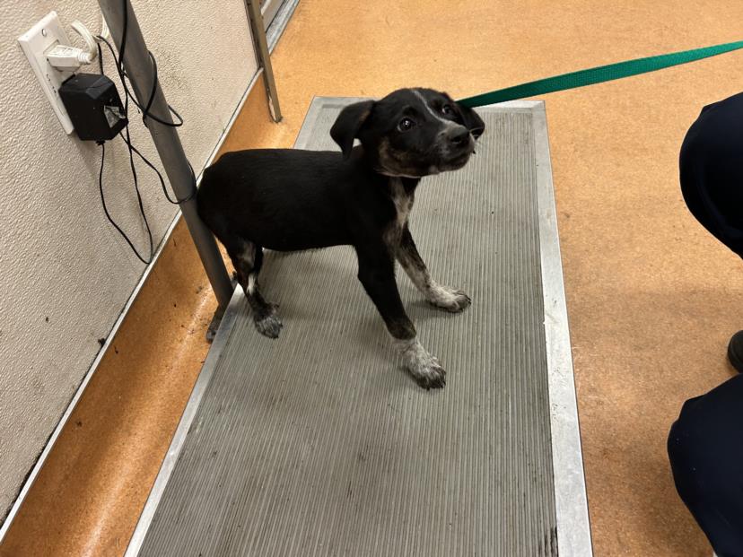 adoptable Dog in Martinez, CA named SPROCKET