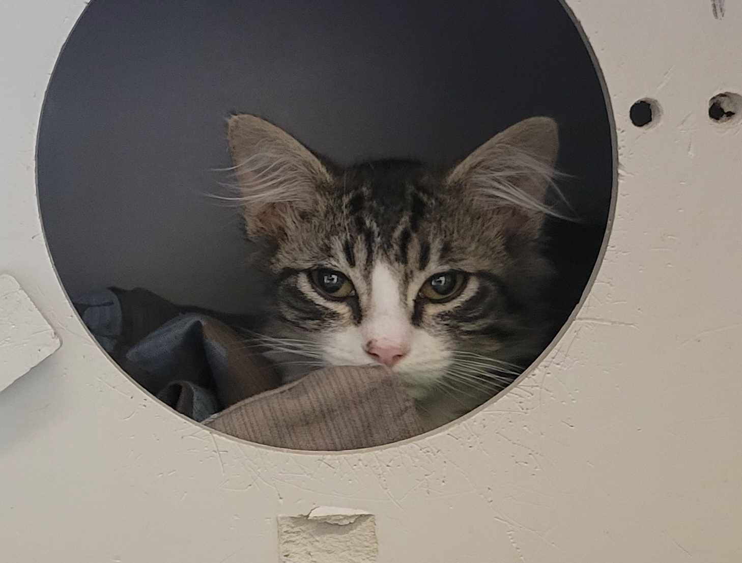 adoptable Cat in Martinez, CA named ANDY