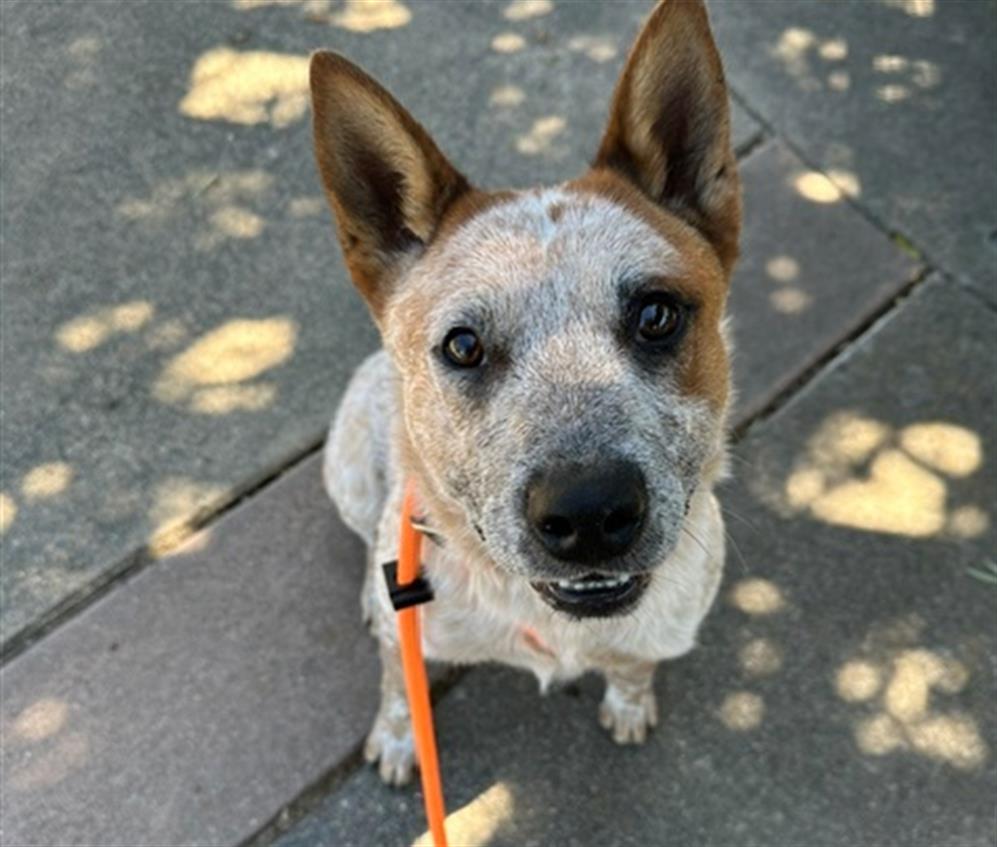 adoptable Dog in Martinez, CA named DUNE