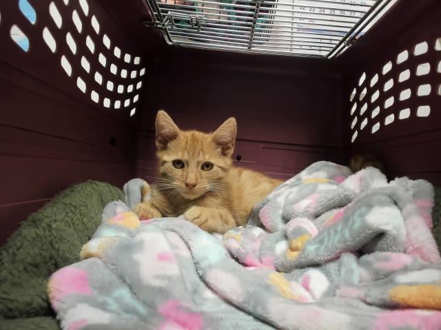 adoptable Cat in Martinez, CA named VERY DEMURE