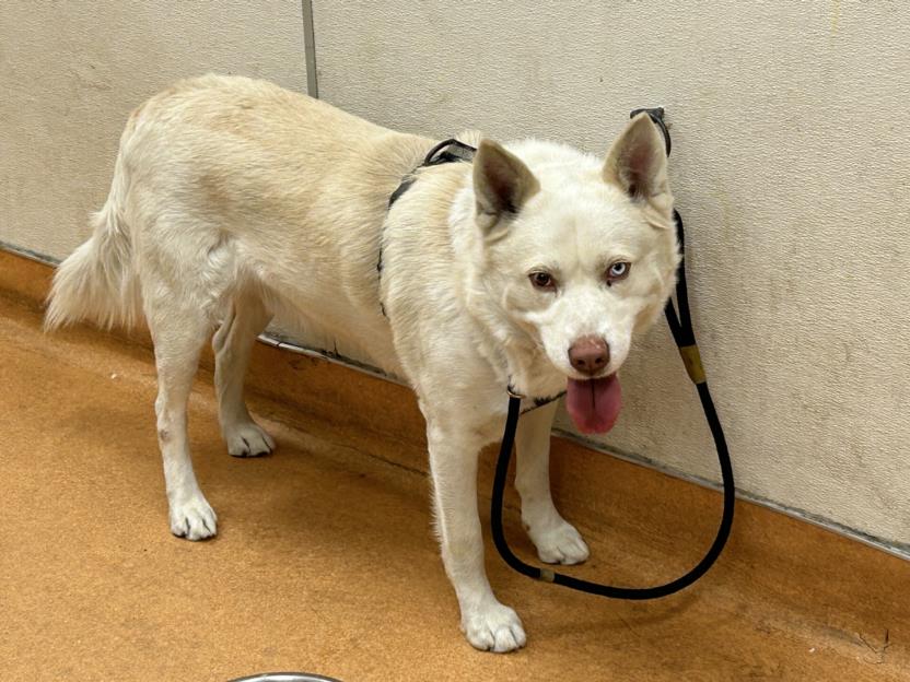 adoptable Dog in Martinez, CA named BUTTERS