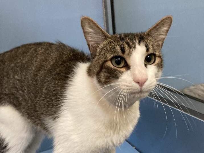 adoptable Cat in Martinez, CA named GATO