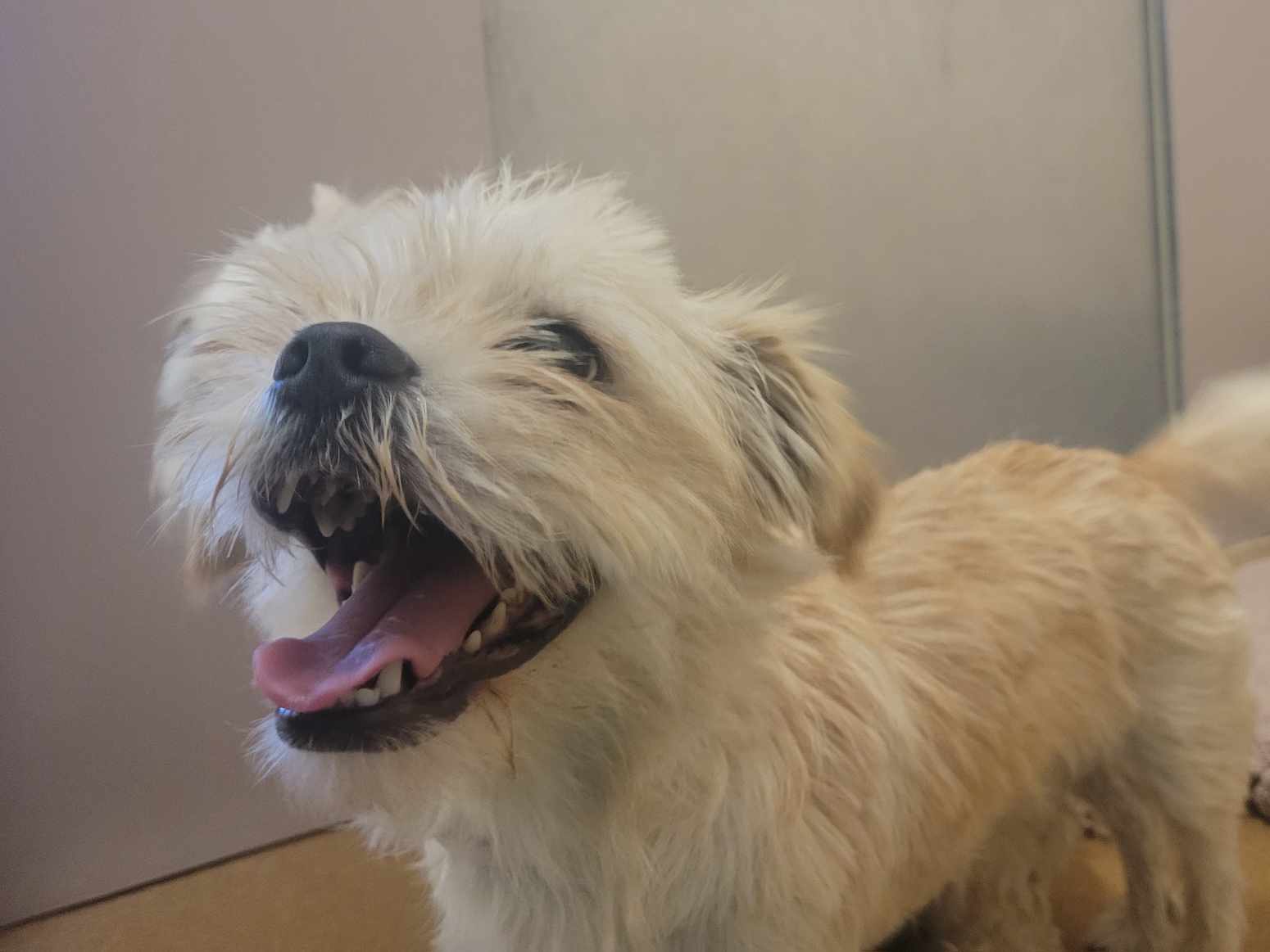 adoptable Dog in Martinez, CA named BITZ