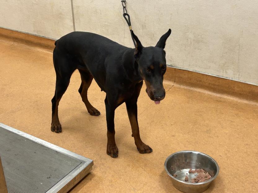 adoptable Dog in Martinez, CA named CHANTEL